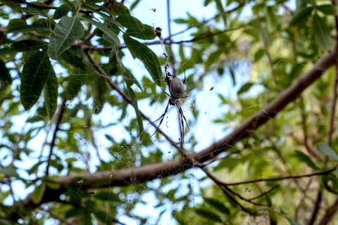 Close up Australian spider in a tree Stock Photos