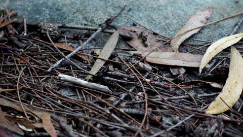 Close-Up of Australian Tiger Leech Moving Rapidly Across Forest Ground Stock Footage 329357731