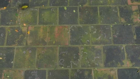 Close-up of an authentic terrace tile with moss, in Vietnam Stock Footage 232359225