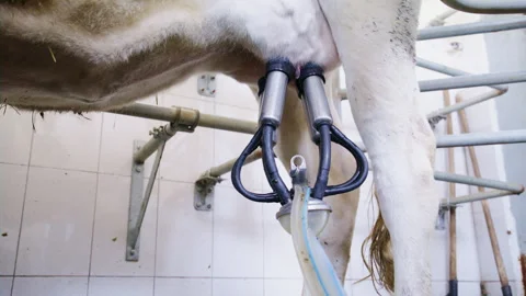 Close-up of automated milking machine attached to a cow udder in a dairy farm Stock Footage 341181252