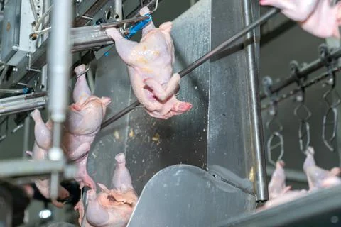 Close up automatic flick chicken whole out of process line. Stock Photos