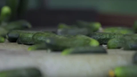 Close up of automatic Line for Processing of Vegetables. Preserving Cucumber Stock Footage 127853930