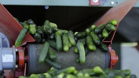 Close up of automatic Line for Processing of Vegetables. Preserving Cucumber Vídeos de archivo 127855020