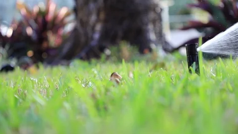 Close-up of an automatic sprinkler watering the lawn Stock Footage 127543975