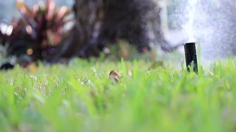 Close-up of an automatic sprinkler watering the lawn Stock Footage 127544786
