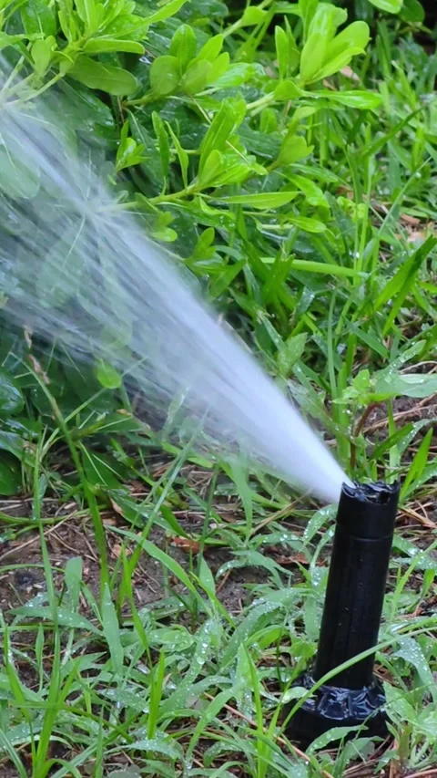 Close-up automatic sprinklers system watering lawn. Stock-Footage 314179636