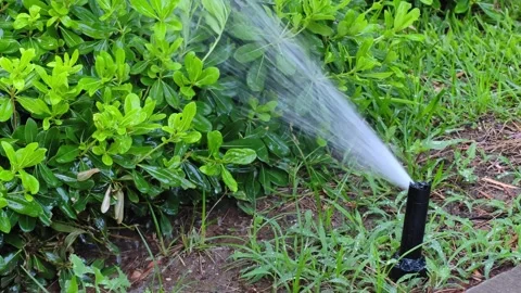 Close-up automatic sprinklers system watering lawn. Stock-Footage 314515010