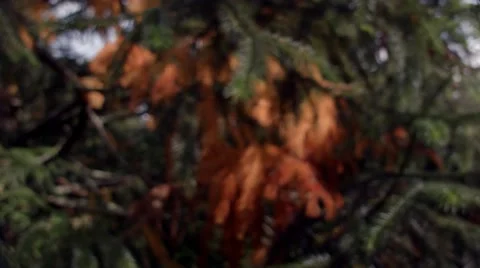 A close up of an Autum Conifer coming into focus Stock Footage 68420168
