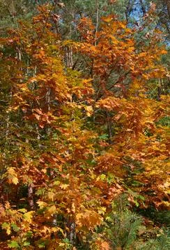 Close-up of autumn beech tree Stock Photos