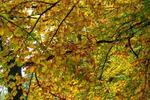 Close-up of autumn beech tree Stock Photos