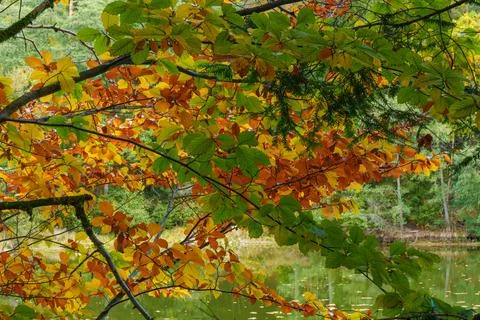 Close-up of autumn beech tree Stock Photos
