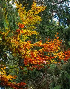 Close-up of autumn beech tree Foto stock