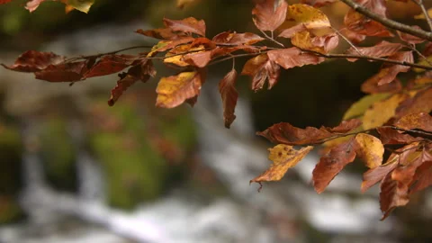 Close-up of an autumn branch Stock Footage 258937903