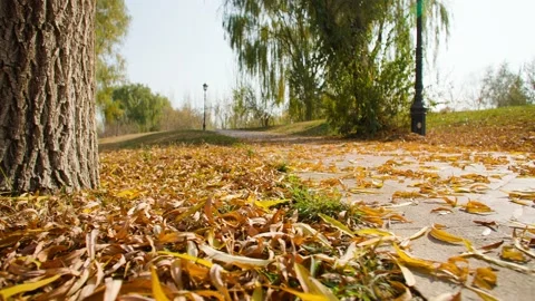 Close-up of autumn deciduous park paths 動画素材 228708553