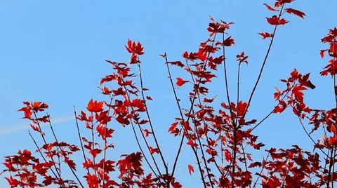 Close-Up of Autumn Foliage Stock Footage 36030922