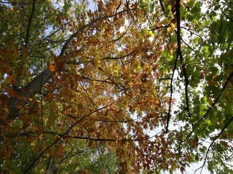 Close up from a autumn forest Stock Footage 42450453