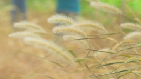 Close up of autumn foxtail grass swaying in a gentle breeze outdoors Stock Footage 342011138