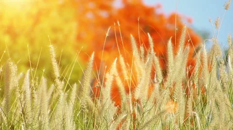 Close up autumn grass Stock Footage 46950605