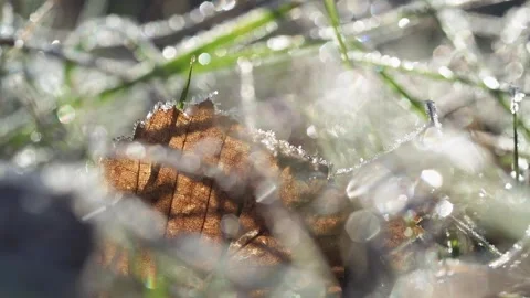 Close-up of an autumn leaf covered in frost. 库存影片 337759622