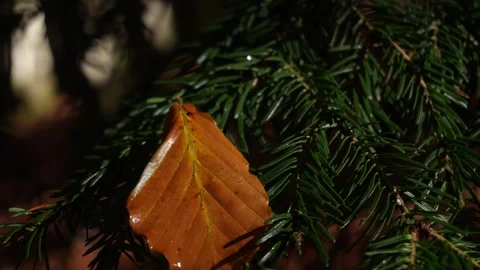 Close-up of an Autumn Leaf with Dew on Green Pine Needles. Stock Footage 253903506