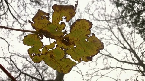 Close-up Autumn Leaf Stock Footage 82346332