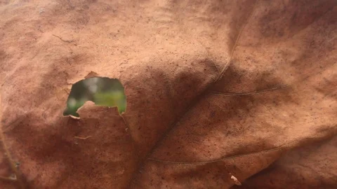Close-up Autumn Leaf Stock Footage 82346646
