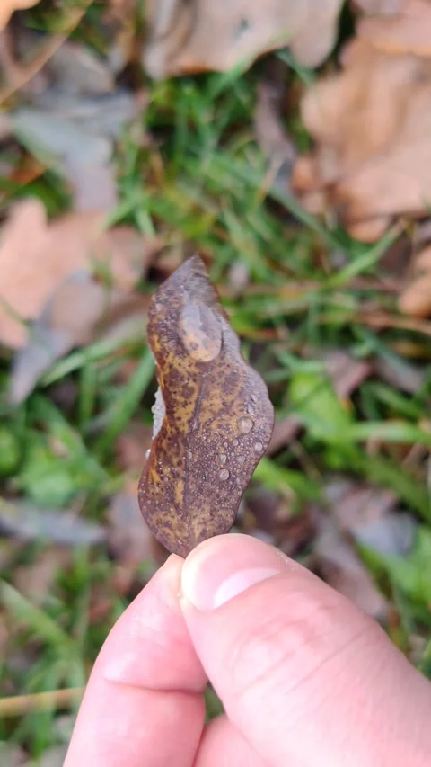 Close-up of an autumn leaf in hands after rain with drops Vídeo Stock 321615221