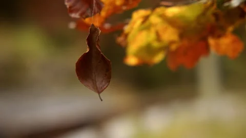 Close-up of an autumn leaf hanging by spider silk Stock Footage 258929284