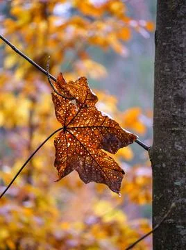 Close up autumn leaf hanging from tree branch 스톡 사진
