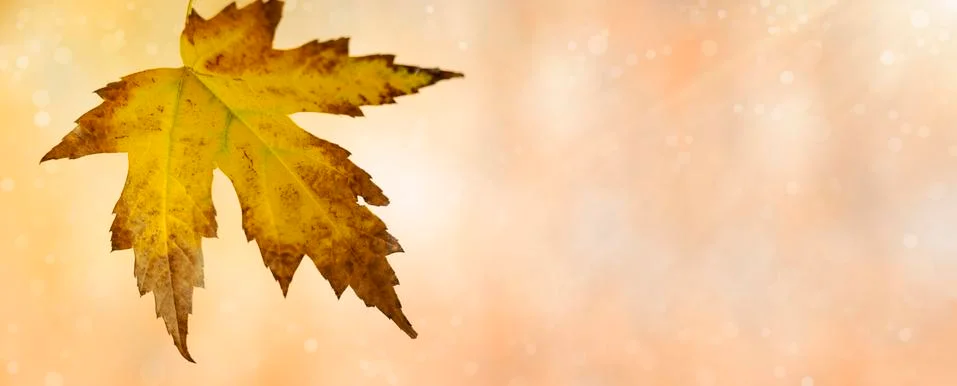 Close-up autumn leaf Stock Photos