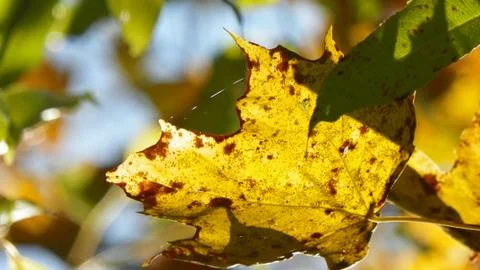 Close Up of Autumn Leaf Stock Photos