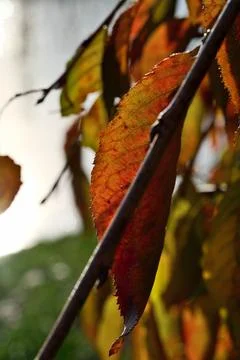 Close-Up Autumn Leaf on Tree with Lake Background, Fall Season. Stock Photos