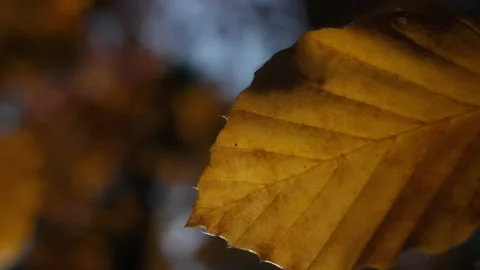 Close-up of Autumn Leaf Veins in Sunlight Stock Footage 288902280