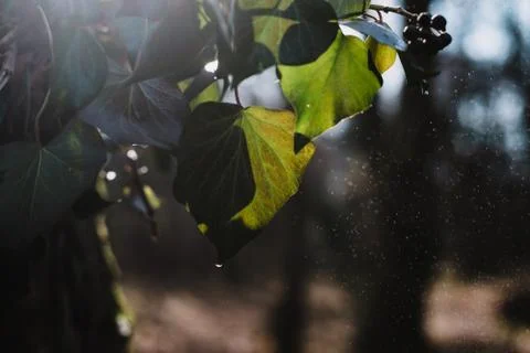 Close up on autumn leaf with water drops and rain Фото