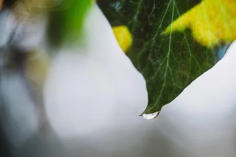 Close up on autumn leaf with water drops and rain 写真素材