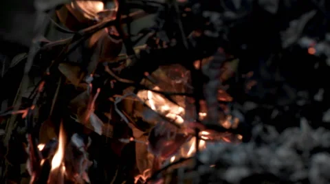 Close up Autumn Leave With Fire Stock Footage 44153857