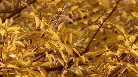Close up autumn leaves background Stock Footage 40591405