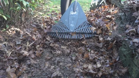 Close up of autumn leaves Stock Footage 121260249