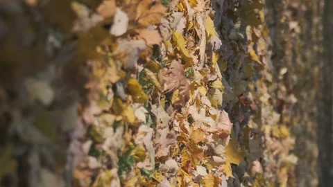 Close-up of autumn leaves lying on grass Stock Footage 201835542