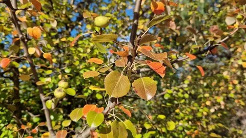 Close-up of autumn leaves of pear tree, wildlife Stock Footage 345799050