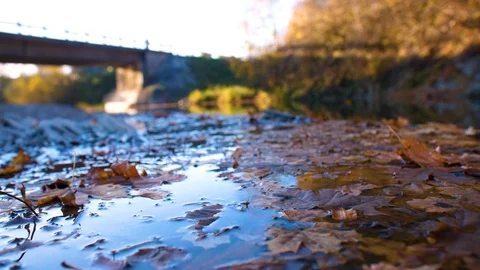 Close up of autumn leaves on the river surface Vídeo Stock 124077553