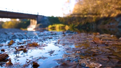 Close up of autumn leaves on the river surface Vídeo Stock 124077582