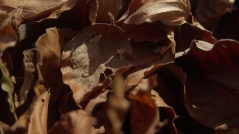 Close-Up of Autumn Leaves in Sunlight Stock Footage 289638958
