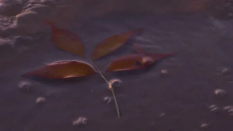 Close-up of autumn leaves on the surface of the water in the river Video stock 122007677