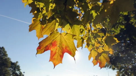 Close-up of autumn leaves on a tree through which sunlight breaks through. Video stock 220264431