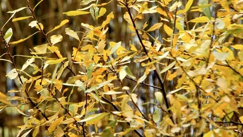 Close-up Autumn Leaves In The Wind Stock Footage 324860519