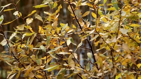 Close-up Autumn Leaves In The Wind Stock Footage 324860520