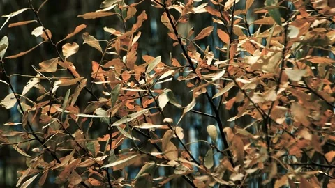 Close-up Autumn Leaves In The Wind Stock Footage 324860527