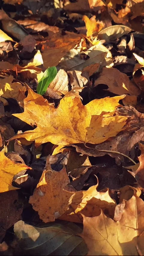 Close-up autumn maple leaf on dry fallen leaves Stock Footage 346189368