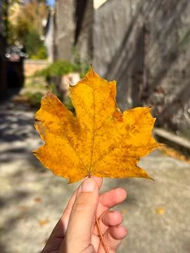 Close-up of autumn maple leaf held in sunlight. Nature detail, seasonal cal.. Stock Photos